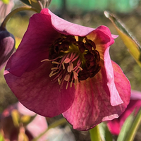 Helleborus orientalis 'Red Hybrids'